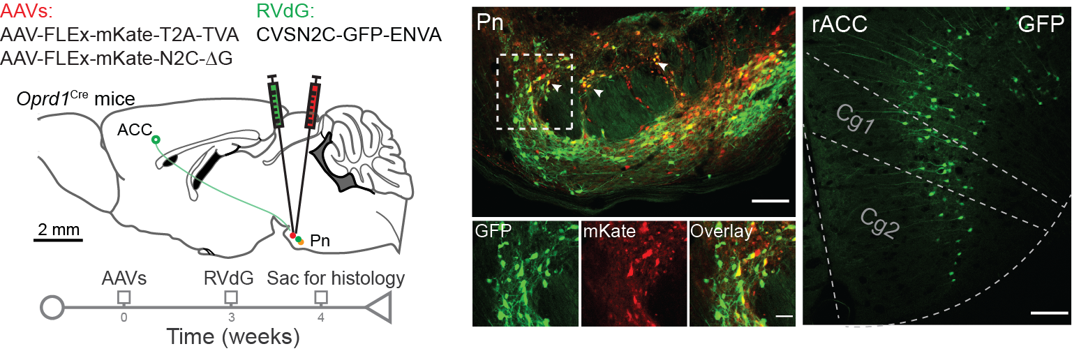 Rabies virus-mediated retrograde tracing