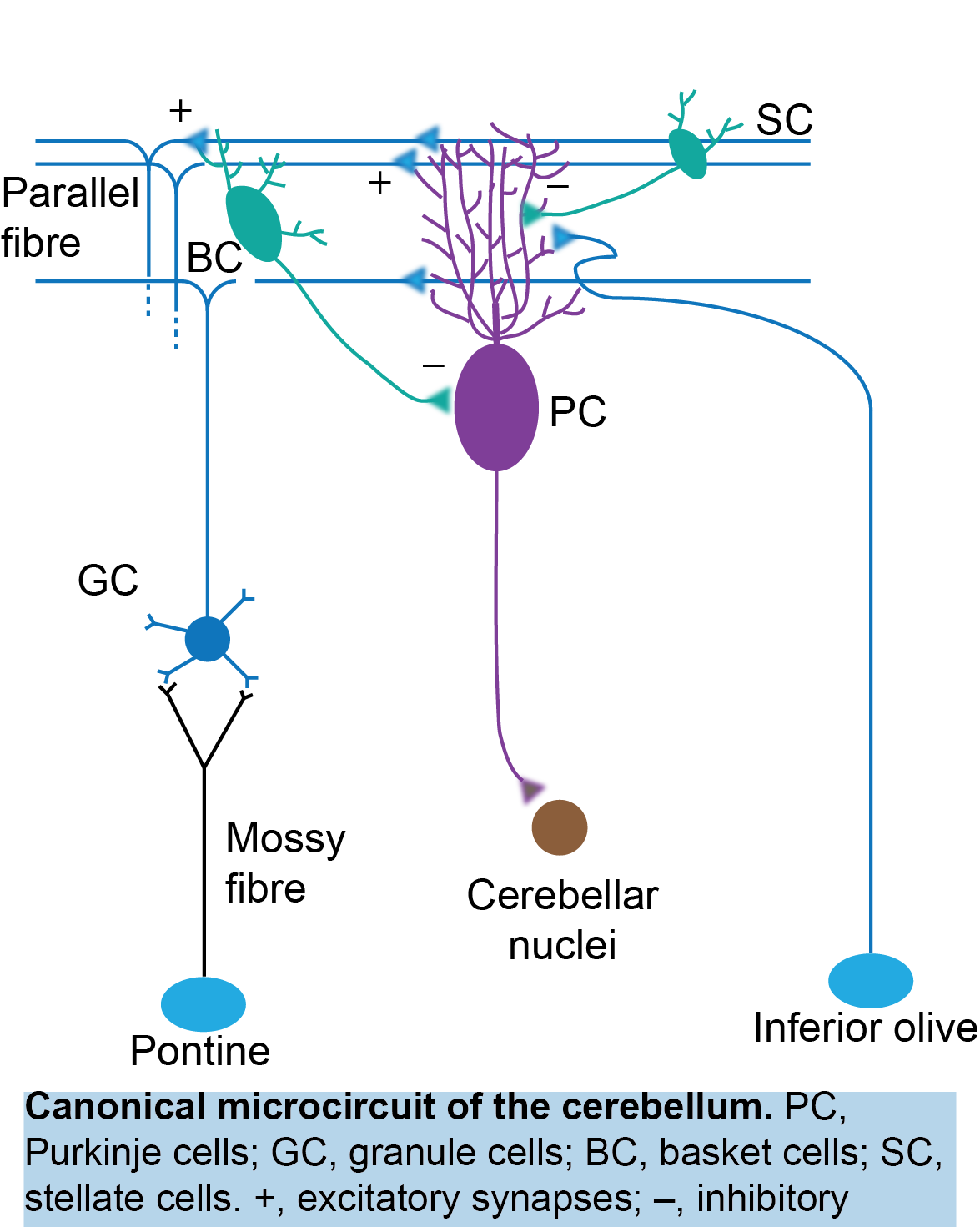 Cerebellum microcircuit